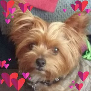 Meet your Posher, Minnie